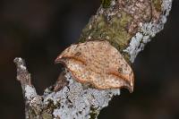 Drepana falcataria