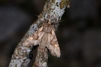 Lacanobia w-latinum