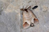 Clostera curtula