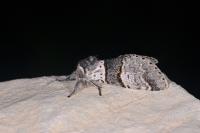 Furcula bifida