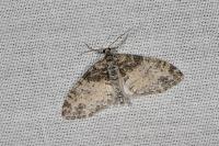 Lobophora halterata