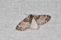 Lobophora halterata