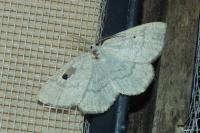 Cabera exanthemata