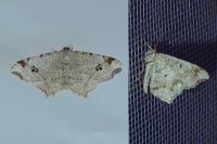 Macaria notata
