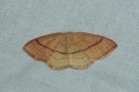 Cyclophora linearia