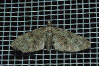 Eupithecia abbreviata