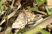 Pyrausta despicata