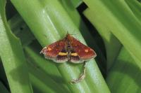 Pyrausta aurata aurata