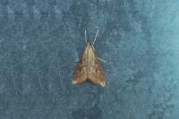 Udea ferrugalis