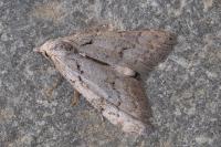 Nola thymula thymula