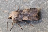 Agrotis puta