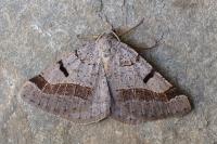 Itame vincularia