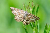 Ematurga atomaria