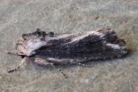 Egira conspicillaris