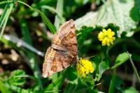Euclidia glyphica