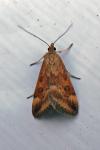 Pyrausta despicata