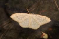 Scopula floslactata