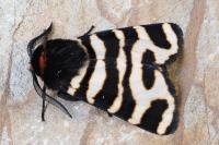 Arctia festiva