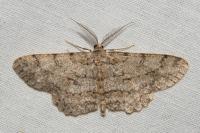Hypomecis punctinalis