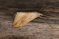 Evergestis forficalis