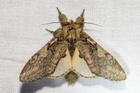 Peridea anceps