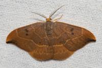 Watsonalla binaria