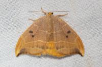 Watsonalla binaria