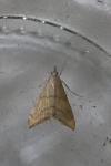 Hyperlais siccalis