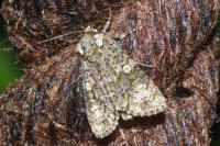 Craniophora ligustri