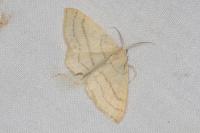 Cyclophora linearia