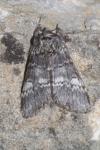 Drymonia ruficornis