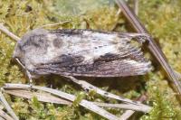 Egira conspicillaris