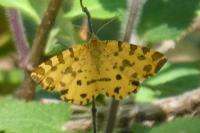 Pseudopanthera macularia