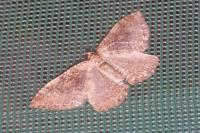 Rheumaptera cervinalis cervinalis