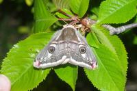 Saturnia pavonia