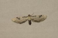 Eupithecia centaureata