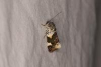 Acontia lucida