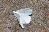 Cabera pusaria