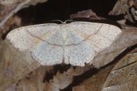 Cyclophora punctaria