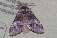 Drymonia dodonaea