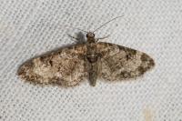 Eupithecia irriguata