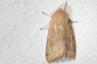 Orthosia cerasi