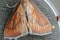 Nascia cilialis