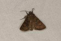 Recoropha canteneri