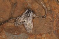 Harpyia milhauseri