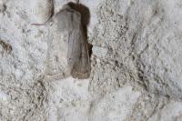 Orthosia gracilis