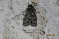 Acronicta rumicis