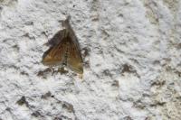 Pyrausta despicata