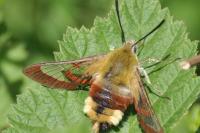 Hemaris fuciformis