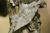 Macaria alternata